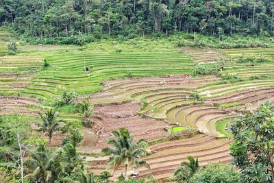 Scenic view of agricultural field