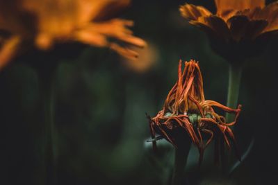 Close-up of wilted flower