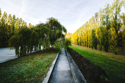 Trees on landscape