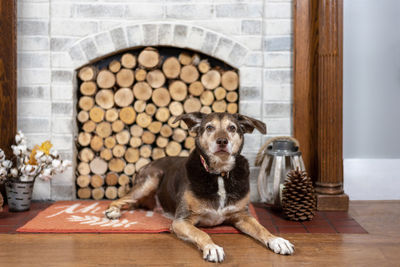 Portrait of dog sitting on wooden floor