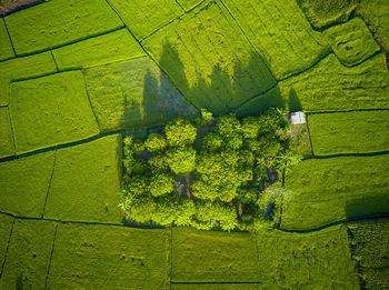 High angle view of agricultural field