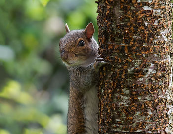 Close-up of an animal