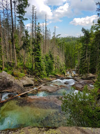 View of river passing through forest