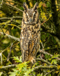 Closeup of long eared owl