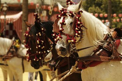 Close-up of horse