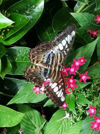 Close-up of butterfly pollinating on flower