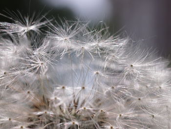 Close-up of dandelion against blurred background