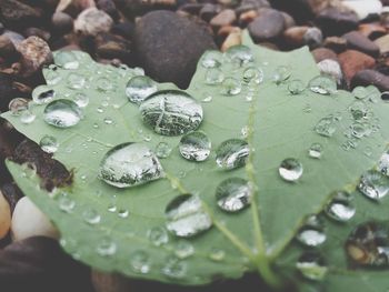 Close-up of raindrops on leaves