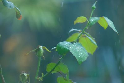 Close-up of raindrops on leaves