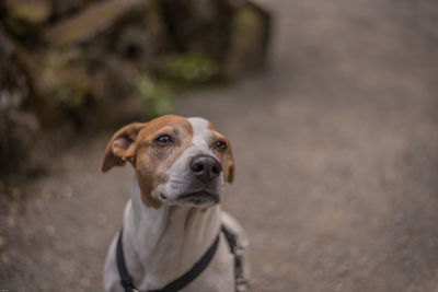 Close-up portrait of dog