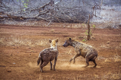 Hyenas fighting on land