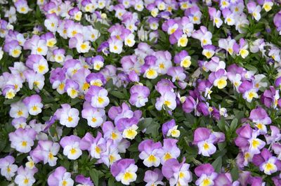 Botanical garden klein flottbek