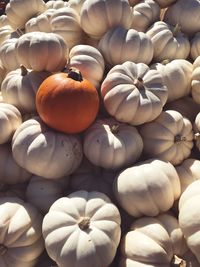 Close-up of pumpkins