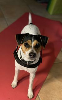 Portrait of dog wearing red at home