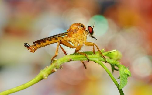 Close-up of insect on plant
