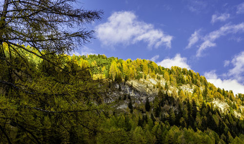 Low angle view of trees on mountain against sky