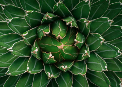 Full frame shot of plants