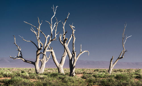 Bare tree on field against clear sky