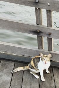 Portrait of cat sitting on wood