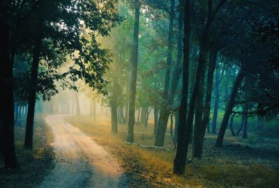 Dirt road amidst trees in forest