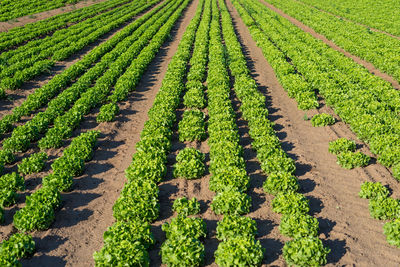 Ripening green lettuce on a summer sunny day in western germany.