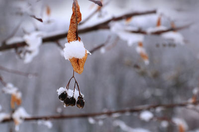 Close-up of frozen leaf on tree during winter