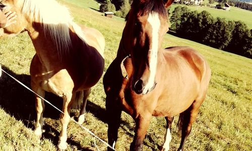 domestic animals