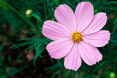 Close-up of pink flower blooming outdoors