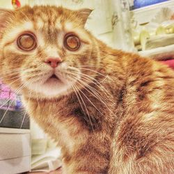 Close-up portrait of ginger cat