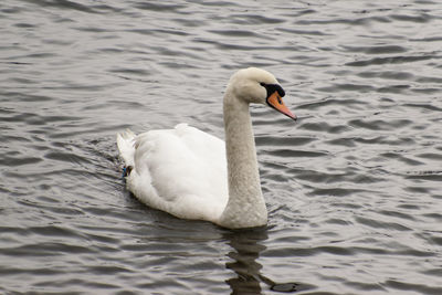 Swan swimming in lake