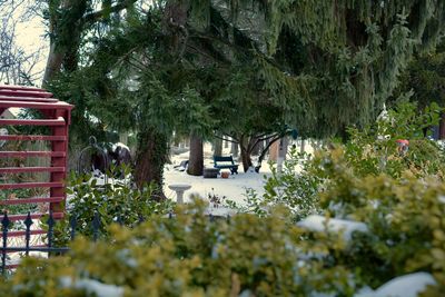 Plants growing in park