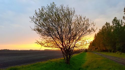 Tree on field against sky during sunset