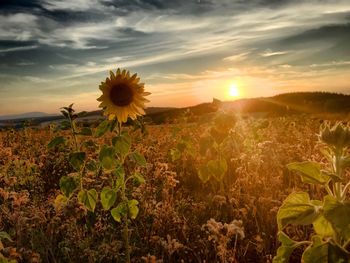 Scenic view of sunflower field against sky during sunset
