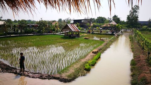 Scenic view of rice paddy against sky