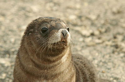 Close-up portrait of an animal