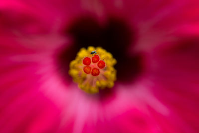 Close-up of pink flower