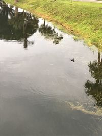 View of ducks swimming in lake