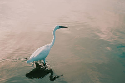 High angle view of heron in lake