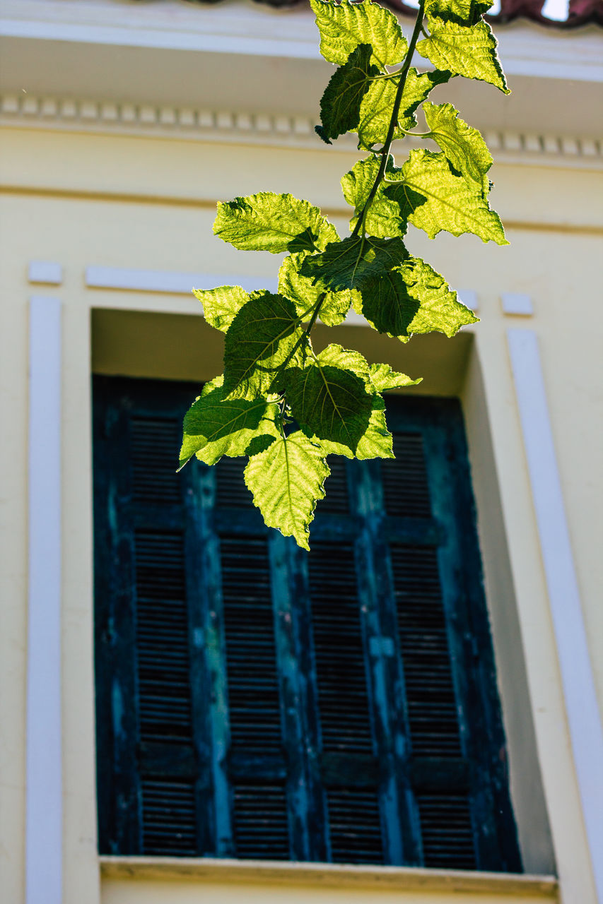 LOW ANGLE VIEW OF PLANT BY WINDOW OF BUILDING