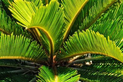 Close-up of palm tree leaves in tropical sunlight