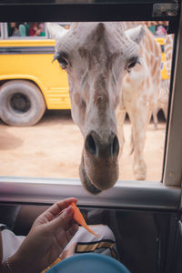 Feed giraffe hand through open car window