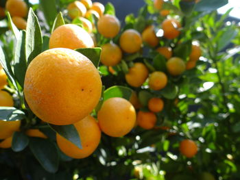 Low angle view of orange fruits on tree