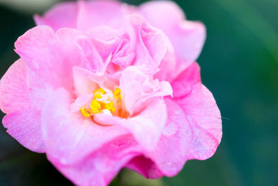 Close-up of pink flower blooming outdoors