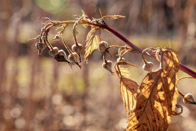 Close-up of plant