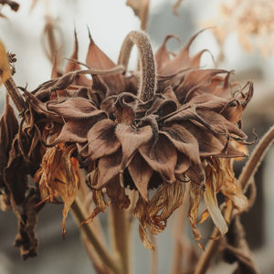 Close-up of dried plant with dry leaves