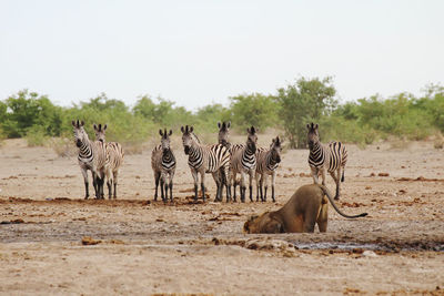 Keep an eye on your enemy