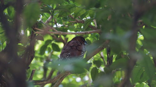 Bird perching on a branch