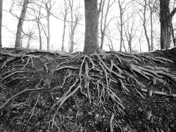 Bare trees in forest