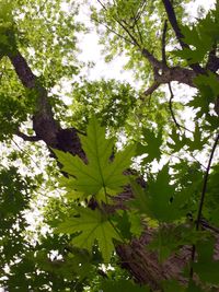 Close-up of tree