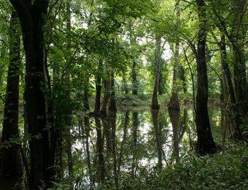 Scenic view of forest